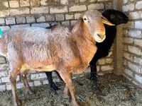 Ovan, Edilbay sheep — fotografija 5
