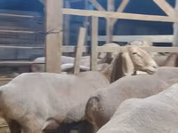 Baran, Arashan sheep — zdjęcie 4