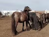 اسب نر, اسب — عکس 2