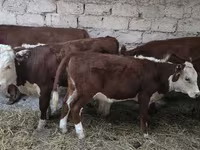 Mucca, Mucca kazaka a testa bianca — foto 4