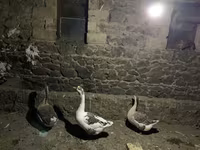 Geese — புகைப்படம் 1
