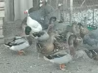Guinea fowl — 写真 6