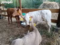 گاو نر, Simmental cattle — عکس 8