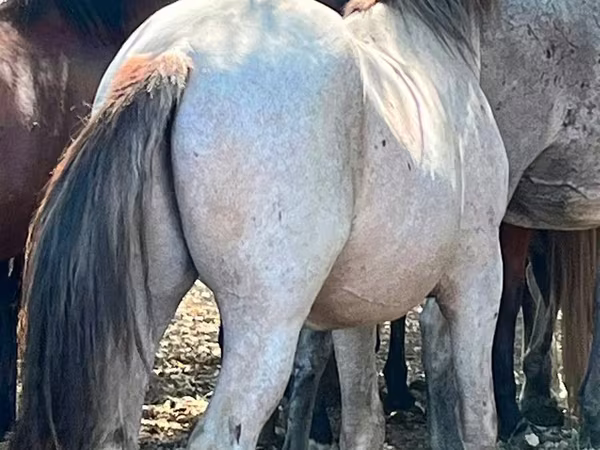 Horse (M), Soviet Heavy draft
