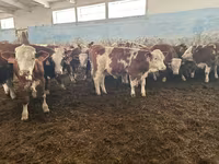 Bulle, Simmental cattle — Foto 4