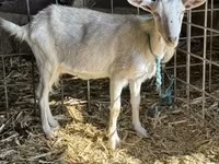 Kambing jantan, Goats — foto 1