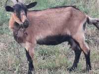 பெண் வெள்ளாடு, வெள்ளாடுகள் — புகைப்படம் 1
