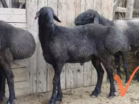 公羊, Sheep — 照片 1