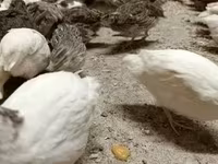 Quails — снимка 5
