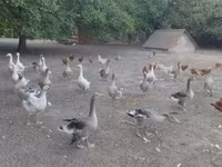 Geese — تصویر 2