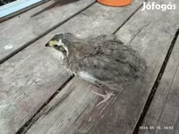 Quails — foto 5