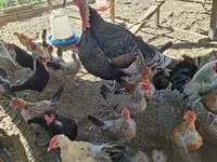 Turkeys — 照片 1