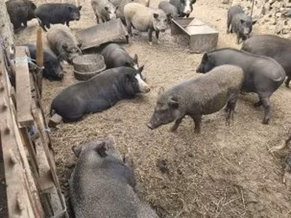 گراز نر, Вьетнамская вислобрюхая