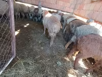 بھیڑیں (گروپ، جنس مذکور نہیں), بھیڑیں — تصویر 3
