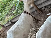 Koza, Saanen goat — foto 1