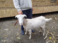 Goat, Nubian Goat — photo 3