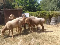 Kambing betina, Arashan sheep — foto 1
