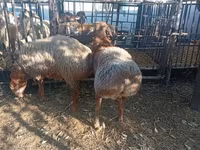 قوچ, Hissar sheep — عکس 1
