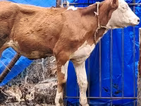 Ko, Simmental cattle — foto 8