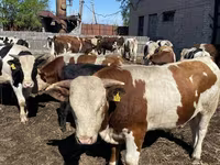 Lembu jantan, Simmental cattle — foto 6
