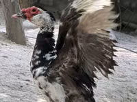 Domestic Muscovy — foto 2