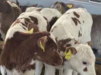 Lembu ternakan (lot, jantina tidak dinyatakan), Cattle — foto 2