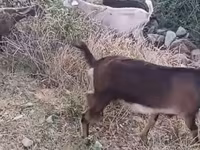 بکری, بکریاں — تصویر 5