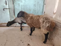 በግ, Sheep — ፎቶ 6