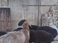 قوچ, Hissar sheep — عکس 3