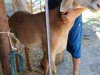 میش, گوسفند — عکس 1