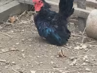 Chickens — foto 3