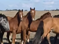 ม้าตัวเมีย, Kazakh horse — รูปภาพ 7