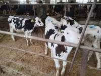 Tyre, Holstein-race — foto 1