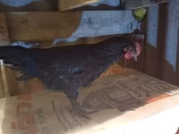 Chickens — ፎቶ 2