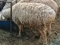 मेढ़ा, Hissar sheep — फ़ोटो 2