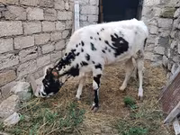 ላም, Russian Black pied cattle — ፎቶ 6