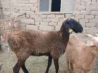 Kambing jantan, Sheep — foto 2