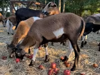 Kambing jantan, Cameroon sheep — foto 7