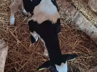 ძროხა, Russian Black pied cattle — ფოტო 2