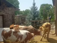 Lembu jantan, Simmental cattle — foto 7