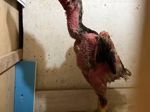 Chickens