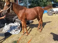 Hingst, Kisber felver — foto 2