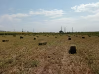 Сено в тюках (прямоугольные тюки). - Заготовлено в поле, прессованное — foto 4