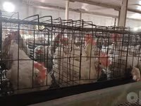Chickens — عکس 2