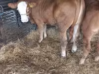Býk, Simmental cattle — foto 1