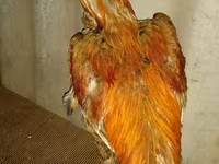 Chickens — عکس 2