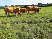 Ko, Limousin-ko. — foto 8