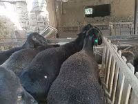 Bélier, Rhon sheep — photo 6