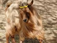 بز نر, بز — عکس 1