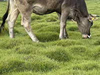 雌牛, Swiss cattle — 写真 4